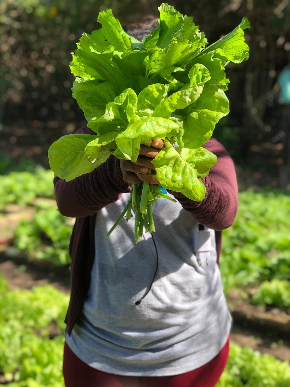Colheita de folhas em horta agroecológica na Chapada dos Veadeiros